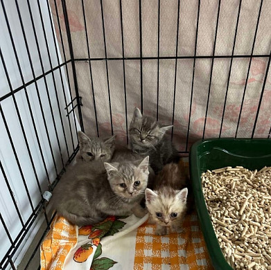 24 кошки забрали из квартиры женщины в приют «Майский день»